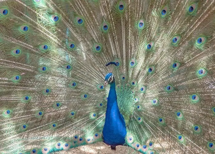 شقة Elite Collection Giardino & Piscina